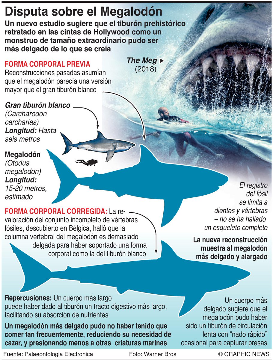 Un nuevo estudio sugiere que el #megalodón, el #tiburón  prehistóricoretratado en las cintas de Hollywood como un monstruo de tamaño  extraordinario, pudo ser más delgado de lo que se creía. #Infografía Graphic, image size:911x1200