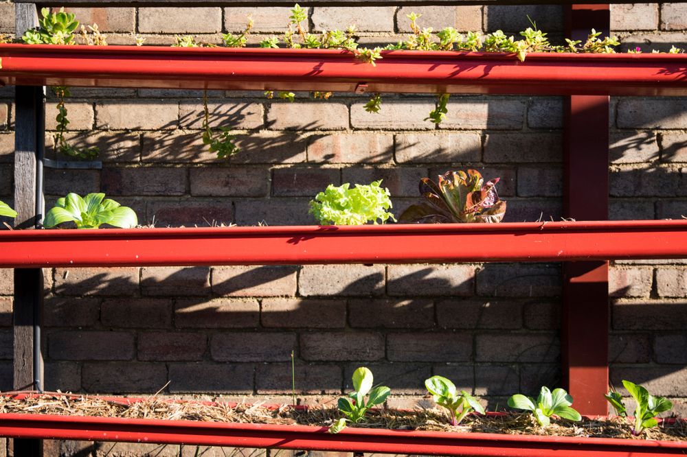 veg_plotter's tweet photo. Revolutionize your small space gardening with recycled gutter planters! Perfect for herbs, strawberries, and leafy greens. A smart, water-saving solution that adds a unique touch to any urban garden. 🌿🍓 #UrbanGardening #GutterGarden #growyourown #planning #allotment https://t.co/Ba4ihvcpI7