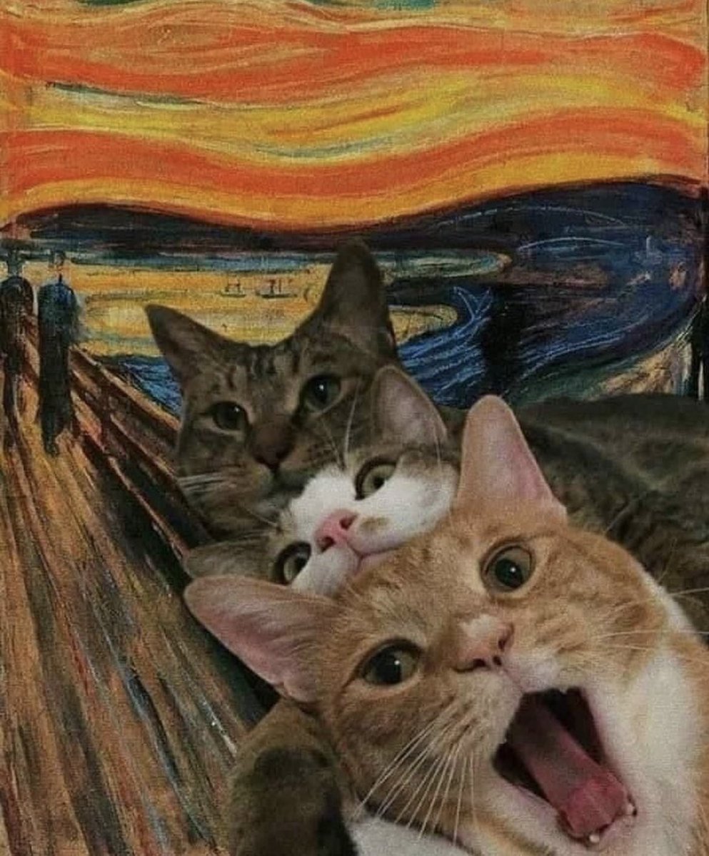 cat vibing music (@catdancingg) on Twitter photo 