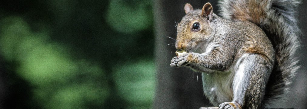 BEANOntario's tweet image. Do you think you are smarter than a squirrel? Put your memory to the test with our squirrely BEAN Sprout! #NationalSquirrelAppreciationDay #OutdoorEd biodiversityeducation.ca/bean-sprouts.h…