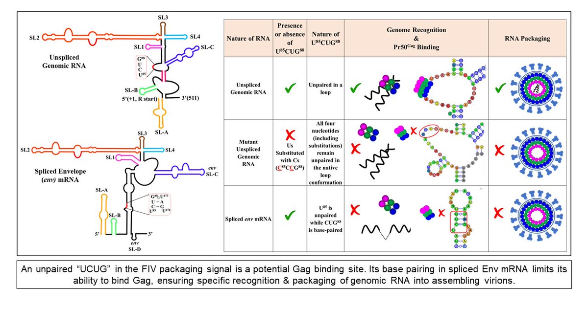 An unpaired “UCUG” in the FIV packaging signal is a potential Gag binding site. Its base pairing in spliced Env mRNA limits its ability to bind Gag, ensuring specific recognition &amp; packaging of genomic RNA into assembling virions bit.ly/426aaE3