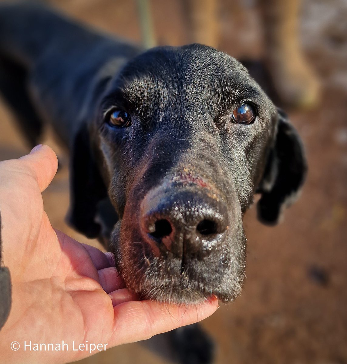 URGENT, please retweet to help find  Arthur a PALLIATIVE CARE  HOME  #SOMERSET #UK 
Lovely Labrador aged 12
'We are sharing a very sad update on our beloved Mr A (now Arthur) - our worst possible fears have been confirmed and vets at both our practice and the specialists have