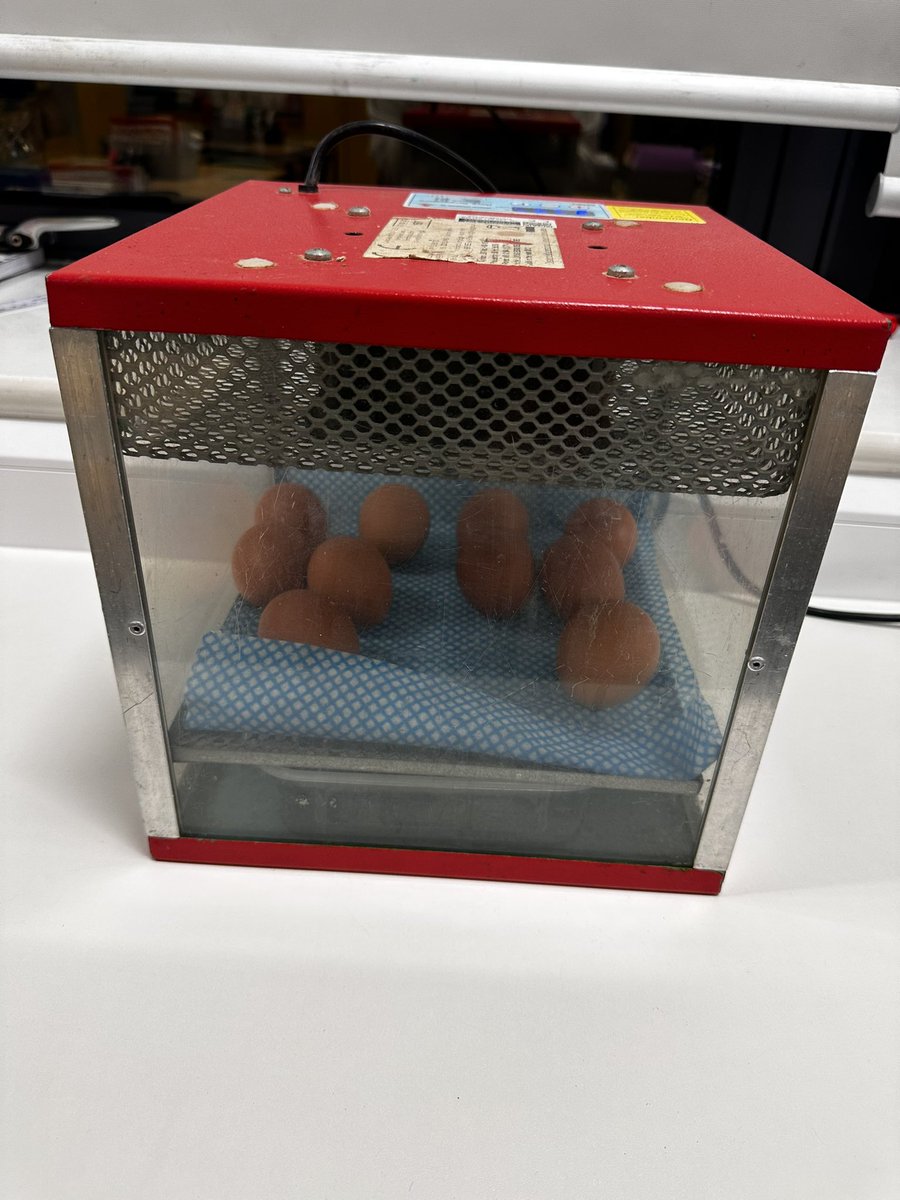 NCPS_Year5's tweet photo. Hopefully some im-peck-able chicks hatch 🐣. Exciting day for our Y5s! #sciencecurriculum #livingthingsintheirhabitats #Y5 https://t.co/l3nuwAhPbM