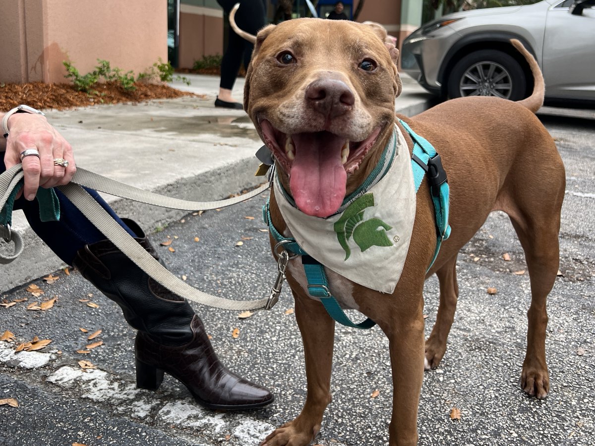 GetBeyondMoney's tweet image. Our amazing team at Tropical Financial raised $4,198.64 for this incredible organization, ensuring bright futures for many more doggos. Every pup deserves a healthy and happy life, and we're grateful to everyone who helps make that possible! 🐾