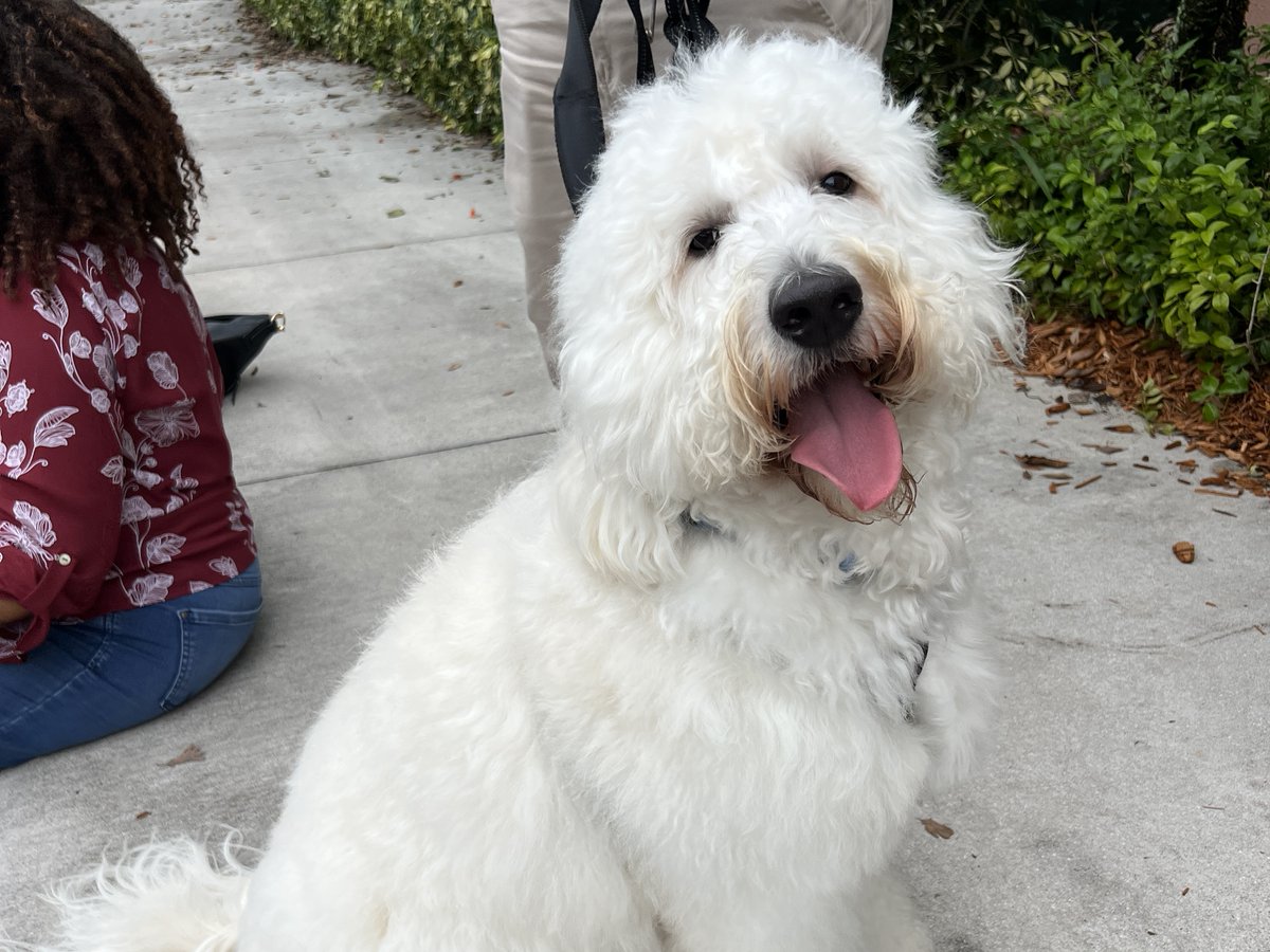 GetBeyondMoney's tweet image. Our amazing team at Tropical Financial raised $4,198.64 for this incredible organization, ensuring bright futures for many more doggos. Every pup deserves a healthy and happy life, and we're grateful to everyone who helps make that possible! 🐾