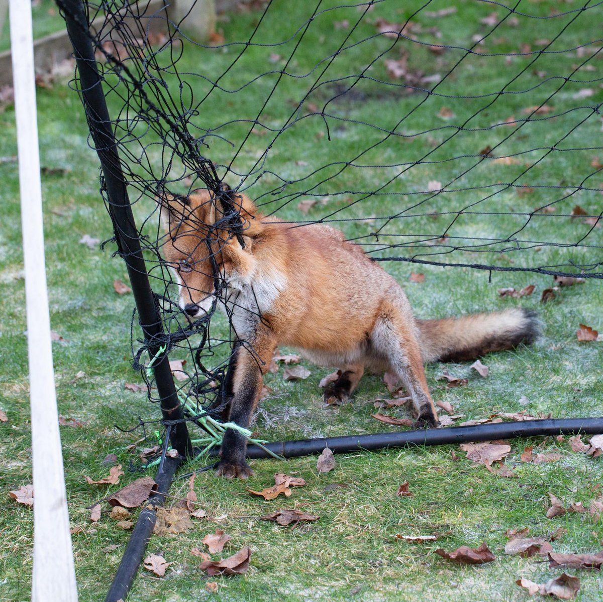 PLEASE RT ~ #FoxOfTheDay ‼️PLEASE PACK THE NETS AWAY, WHEN NOT IN USE‼️ Entangled in the netting, around his neck and forelimbs, for an hour, this Fox was fortunate that he was found so quickly. He might not be so lucky next time! Credit: @WildlifeAid