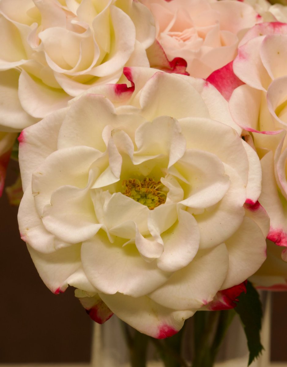 TheEmptyVaseHTX's tweet photo. Some beautiful pink and white flowers for our feminine sides 🩷

#FLOWER #flowerphotography #FlowersOfTwitter #houstonflorist https://t.co/aNixJMBGfz