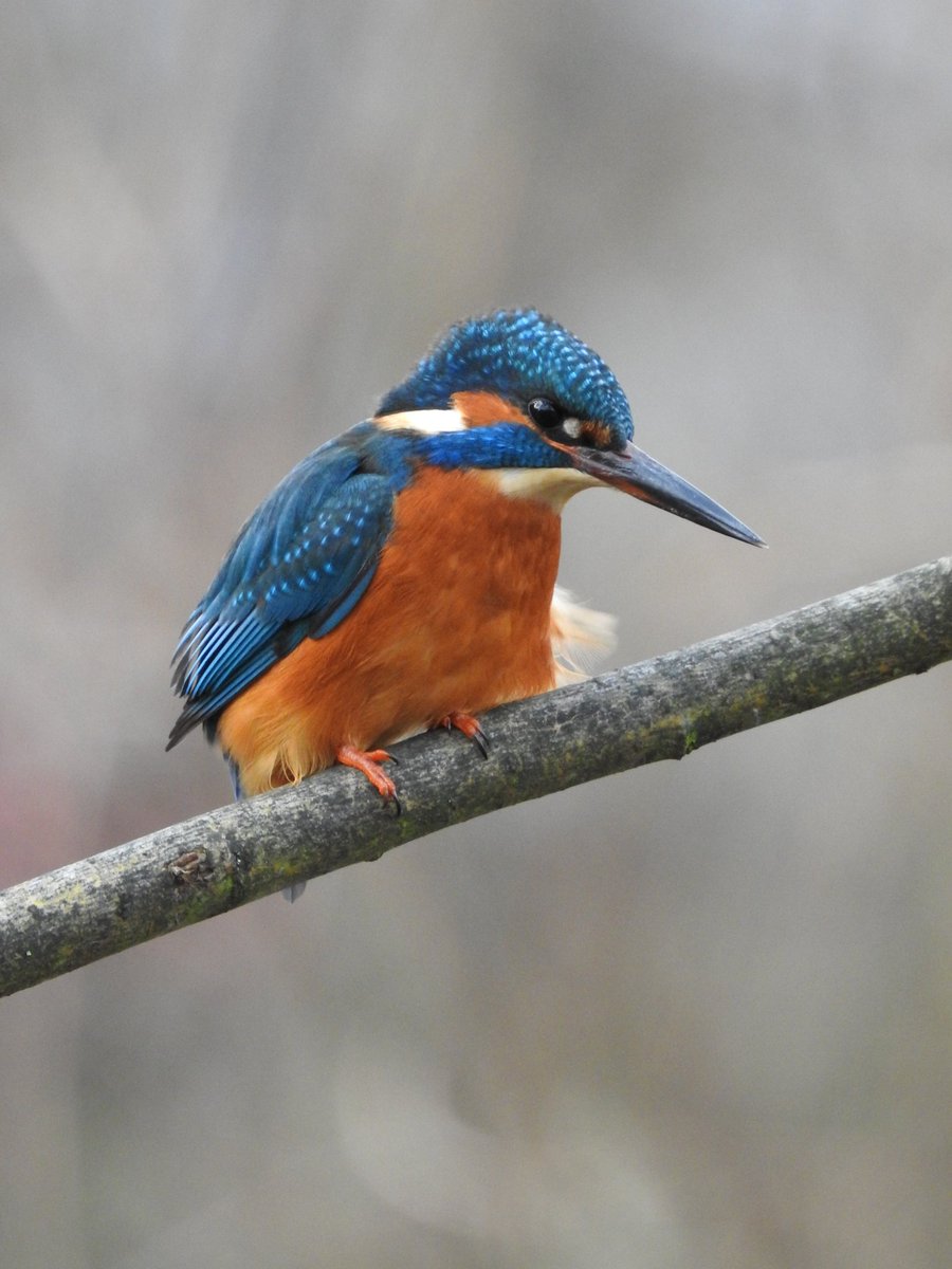 Take a chance

After a quick lunchtime walk around <a href="/VickyParkLondon/">Victoria Park</a> decided to check on Mile End Park and see if the kingfisher was back after the cold snap. He gave stonking views.

#londonBirds #BirdsSeenIn2024 @WildLondon <a href="/Natures_Voice/">RSPB</a> #Kingfisher #kingfishers