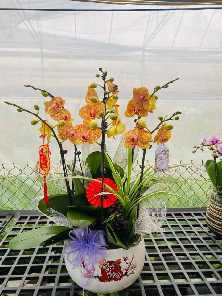 Tran Hai (@tranhai2699639) on Twitter photo 