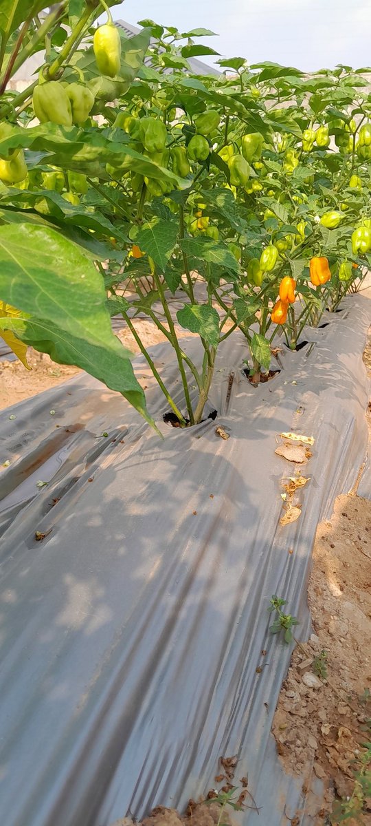 Farmer_Ross_Q's tweet photo. Harvest week coming up!!!
Call or WhatsApp 0244520607 to place your orders!! 
#hothabanera
#eatingfresh
#freshFromFarm
#farmToTable
#AccraFarm https://t.co/qB1O5KrUeH