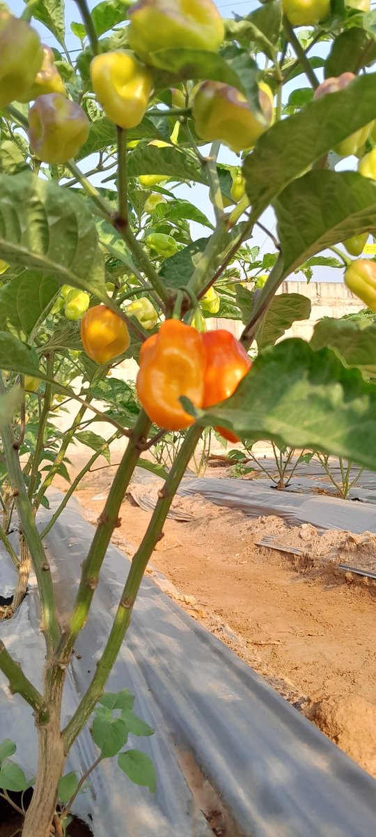 Farmer_Ross_Q's tweet photo. Harvest week coming up!!!
Call or WhatsApp 0244520607 to place your orders!! 
#hothabanera
#eatingfresh
#freshFromFarm
#farmToTable
#AccraFarm https://t.co/qB1O5KrUeH