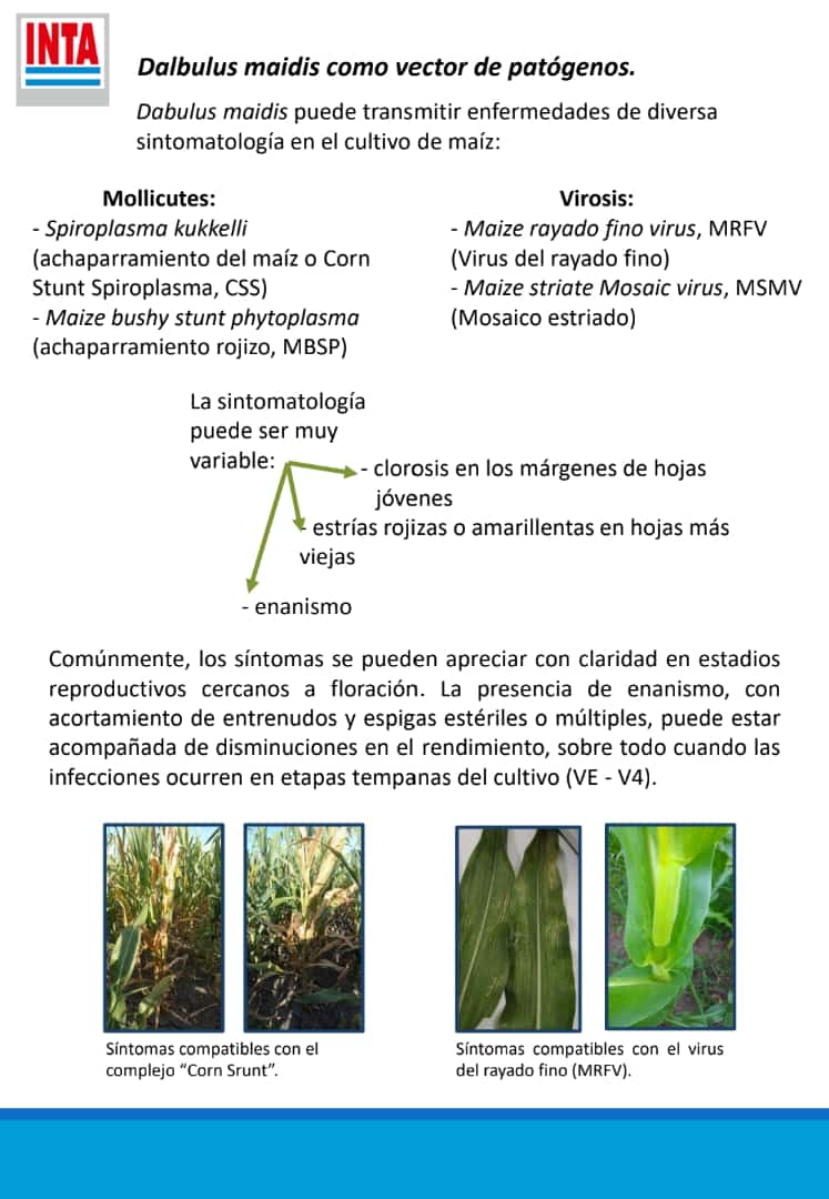 FFerra5's tweet photo. Difundo info sobre Dalbulus elaborada desde @INTARafaela. A #Inta Oliveros sólo nos han llegado reportes de vector pero no de síntomas. Todo dato es bienvenido 👍 . Ocupemosnós, pero bajemoslé un poco a la histeria, pensemos antes de actuar. https://t.co/s0Mx4qqRhF