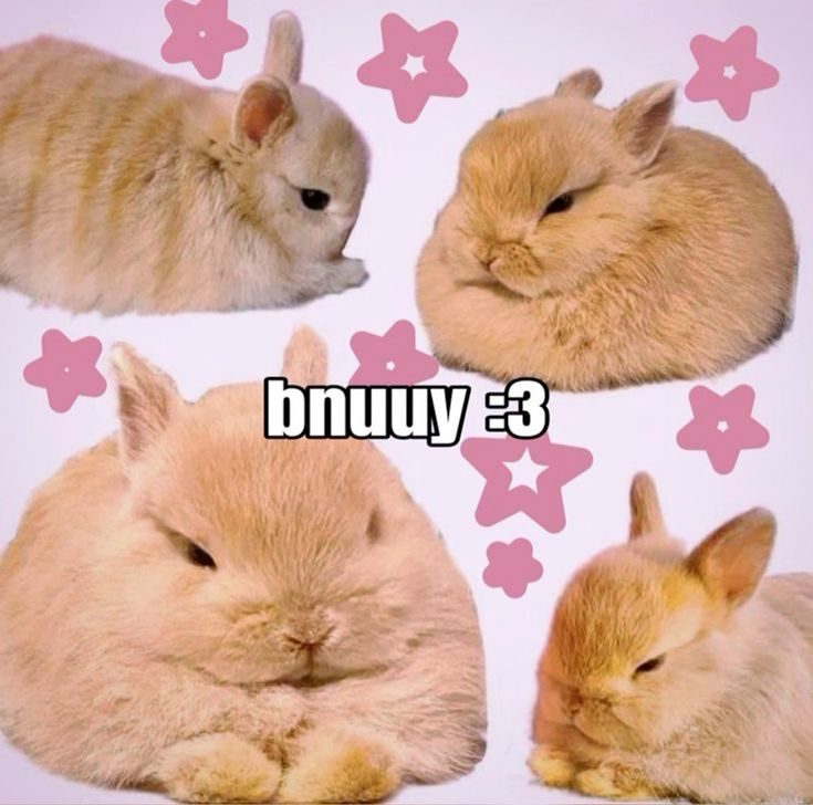 RabbitEveryHour's tweet image. 