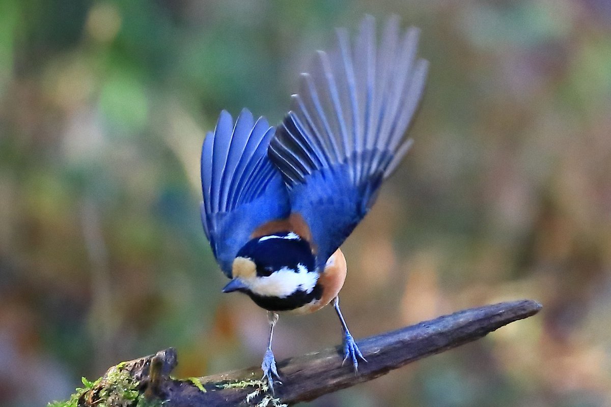 ヤマガラ🕊️おきゃんな🎉可愛い小鳥✨和みます🥰
 #nature_brilliance 
 #nuts_about_birds
 #your_best_birds
 #bird_brilliance
 #eye_spy_birds
 #野鳥