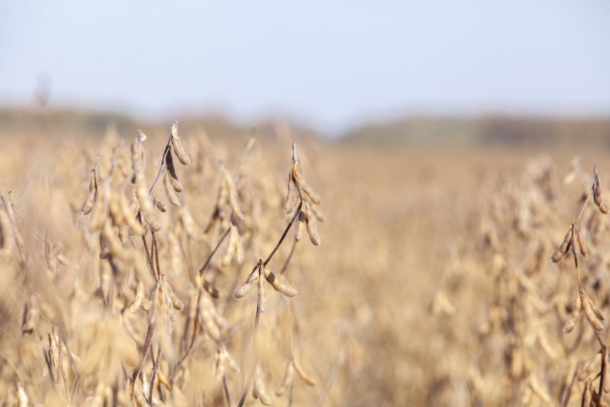 Choosing the right <a href="/DEKALB_Canada/">DEKALB Canada</a> seed with the help of <a href="/FieldViewCanada/">FieldView Canada</a>? Sign us up.

<a href="/thirlwall/">Bob Thirlwall</a> and <a href="/LeanneFreitag/">Leanne Freitag, CCA-ON</a> talk about using field data and other sources to make informed soybean seed choices for your fields in this <a href="/realagriculture/">RealAgriculture</a> article: bit.ly/3vIb0L0