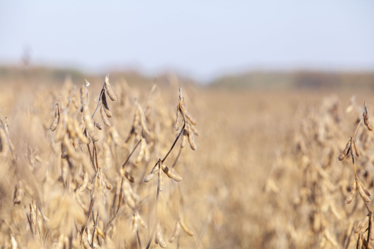 Choosing the right @DEKALB_Canada seed with the help of @FieldViewCanada? Sign us up. @thirlwall and @LeanneFreitag talk about using field data and other sources to make informed soybean seed choices for your fields in this @realagriculture article: bit.ly/3vIb0L0