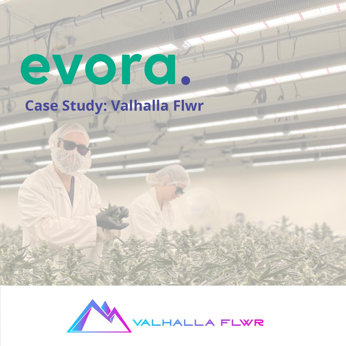 EVORA_Tech_01's tweet image. 🌿Case Study!🌿 

evoratechnologies.com/customer-case-…

Valhalla Flower Craft Cannabis, a family-owned cannabis facility in Kelowna, BC.🌱

Learn how the implementation of Evora, a comprehensive seed-to-sale and quality management software, has revolutionized Valhalla Flower&apos;s operations.