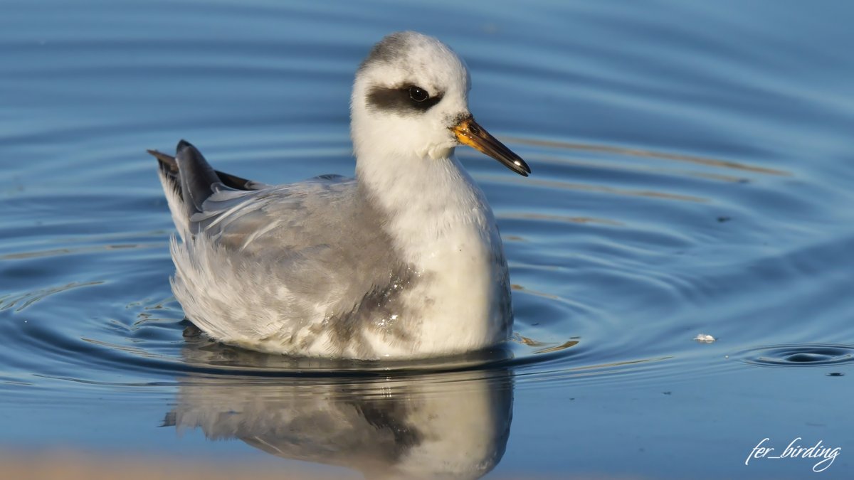 Ayer pude disfrutar de varias rarezas como la Gaviota de Bonaparte, Gaviota de Delaware y el Falaropo picogrueso además de aquellas especies que siempre rondan Costa Ballena, es un lugar magnífico y siempre es agradable darse un paseo por allí, además rodeado de la mejor compañía