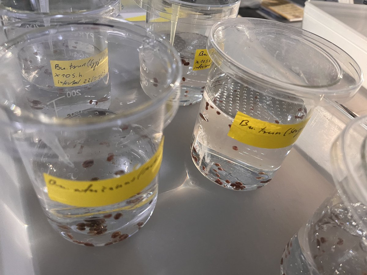 SchistoSSR's tweet photo. First big infections of our #Bulinus snails with #Schistosoma #haematobium. Thank you @BRI_SRC for shipment of eggs. We hope to have a full life cycle available in a couple of months! #Schistosomiasis #NTDs #trematodes https://t.co/j9QRyTGiMt