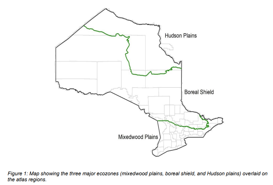 For atlassers in the Boreal Shield, it's a great time to take a stroll after dark to listen for the hoots of the Great Horned Owls as they are re-establishing territories and attracting mates now. Report any breeding evidence; we are in the safe dates. #ONBirdAtlas3