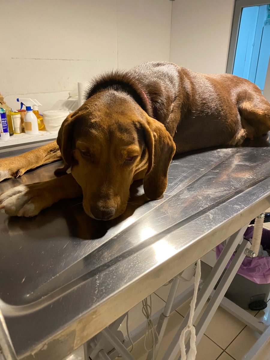 DogDeskAction's tweet photo. Images of the #dogs we spayed in Bilecik came through today #k9hour
Grateful thanks to the vet team, community carers & programme co-ordinator 🙏
Very special thanks to #spay & #neuter supporters & #TrekToTurkey walkers & donors who funded this vital programme
Pic Credit @bng_karabasan