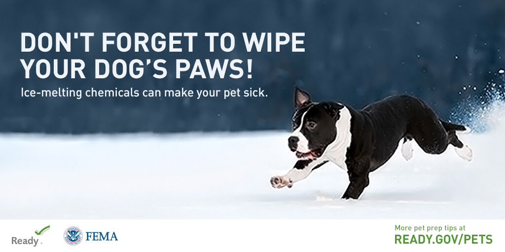 Memphis Office of Emergency Management (@memphisoem) on Twitter photo ❄️🐾Don't forget to wipe your dog's paws after you take them out. Temperatures are finally above freezing, but there is still snow in most yards.🌡️⛄️
Ice-melting chemicals can make your pet sick. #WinterSafety <a href="/AdoptMas/">AdoptMAS</a> <a href="/MemphisHumane/">Memphis Humane Society</a> <a href="/Readygov/">Readygov</a> <a href="/CityOfMemphis/">City of Memphis</a> ❄️🐾Don't forget to wipe your dog's paws after you take them out. Temperatures are finally above freezing, but there is still snow in most yards.🌡️⛄️
Ice-melting chemicals can make your pet sick. #WinterSafety <a href="/AdoptMas/">AdoptMAS</a> <a href="/MemphisHumane/">Memphis Humane Society</a> <a href="/Readygov/">Readygov</a> <a href="/CityOfMemphis/">City of Memphis</a>