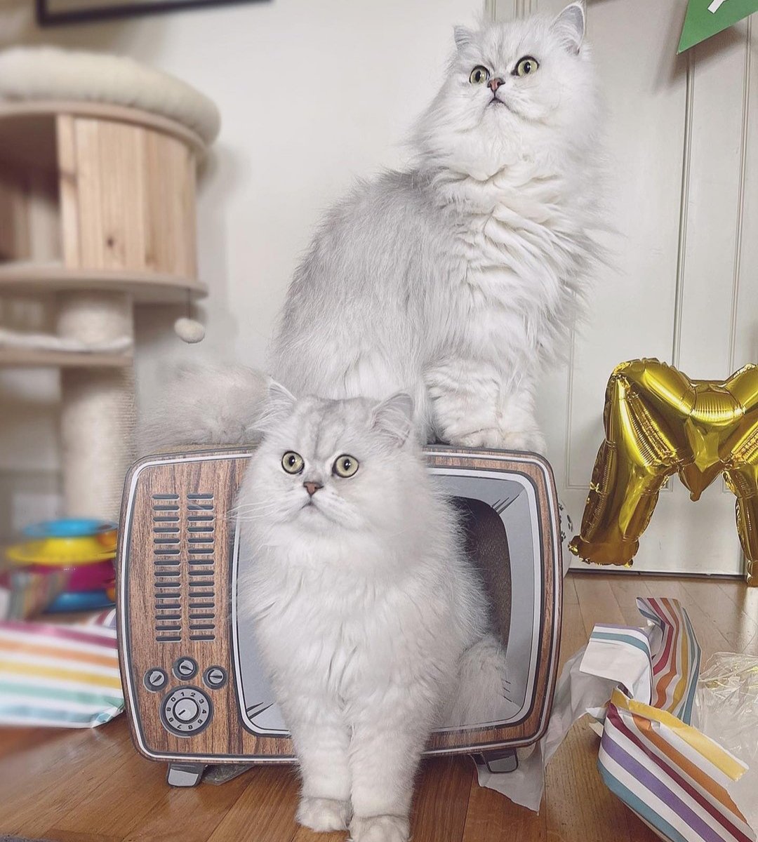 CatsLovesusa's tweet photo. Perfect shoot ❤️❤️ https://t.co/wCzlqL5bqg