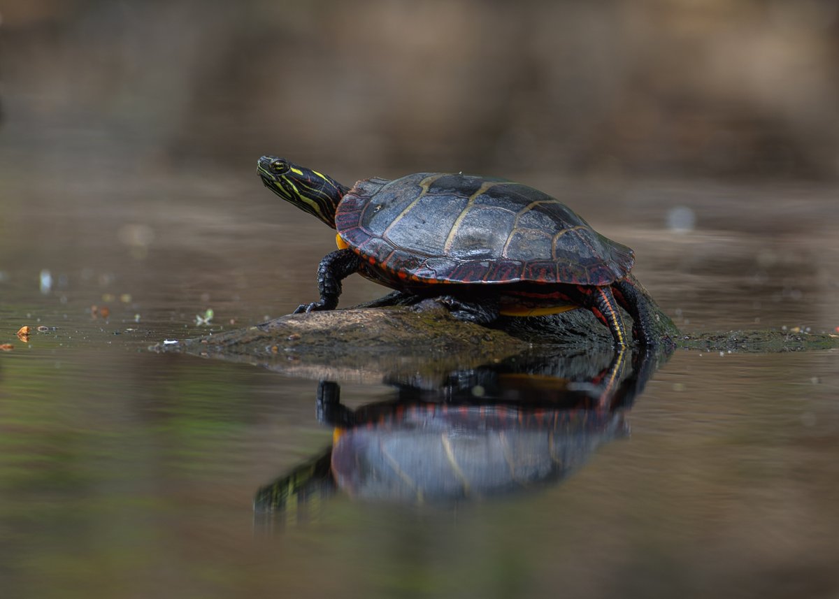 LightNatures's tweet photo. Painted turtle relaxing out on the pond.
#turtle #wildlife #nature #photography https://t.co/WW2y1UGjrl