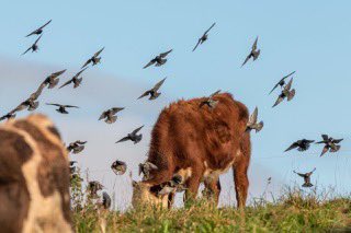 I’m interested in workable solutions for people and planet - as I wrote about the last chapter of my book, #Tamed. That’s why, for the last few years I’ve been supporting the non-profit @FarmWilder, encouraging farmers in the SW to rear animals more sustainably. Their farmers are…