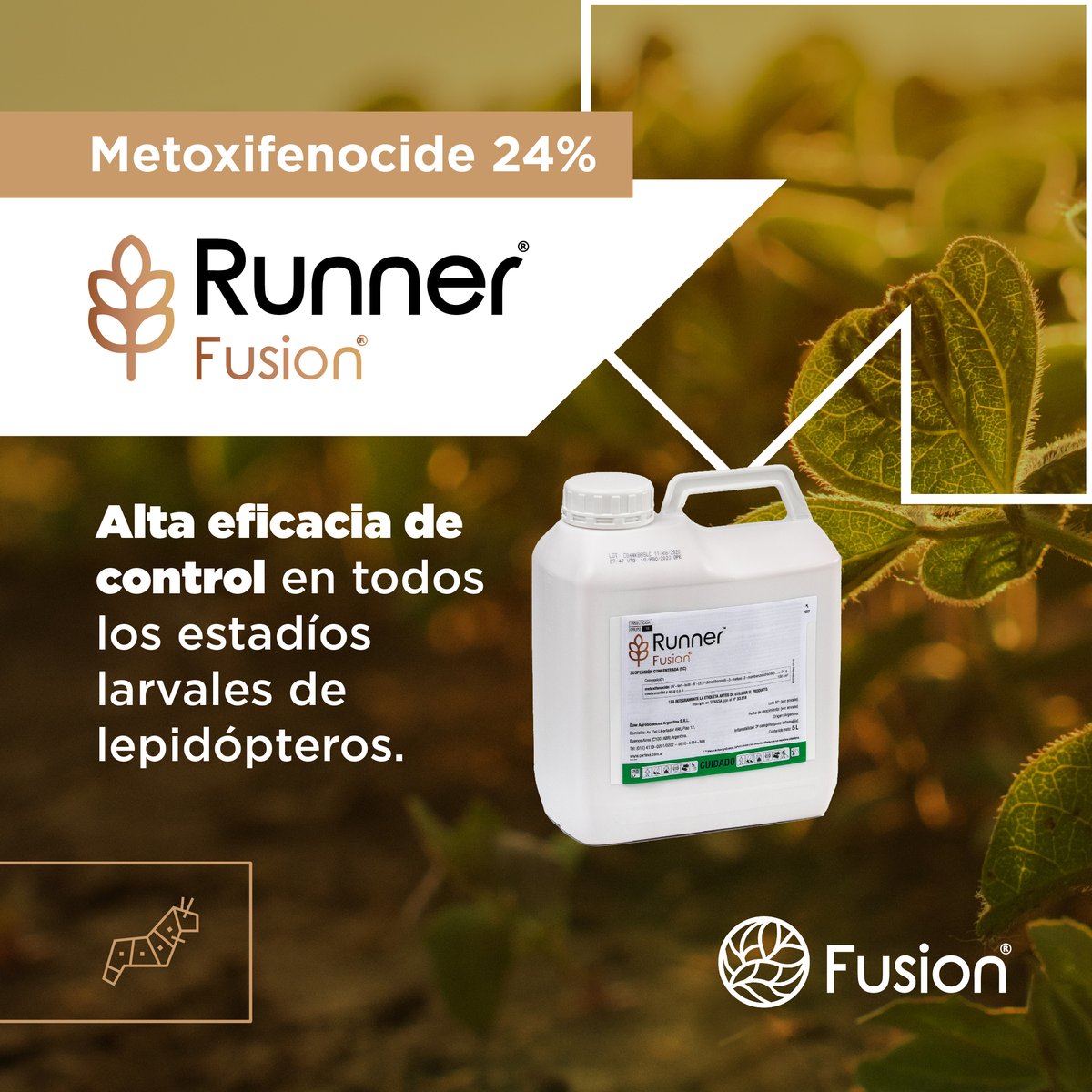 fusioncultivos's tweet photo. 💪 Runner, el insecticida con mayor selectividad y residualidad del mercado que te permite controlar las siguientes plagas: Oruga de las leguminosas (Anticarsia Gemmatalis), Isoca medidora (Rachiplusia nu) e Isoca militar tardía (Spodoptera frugiperda). https://t.co/sx6zb7mm2B
