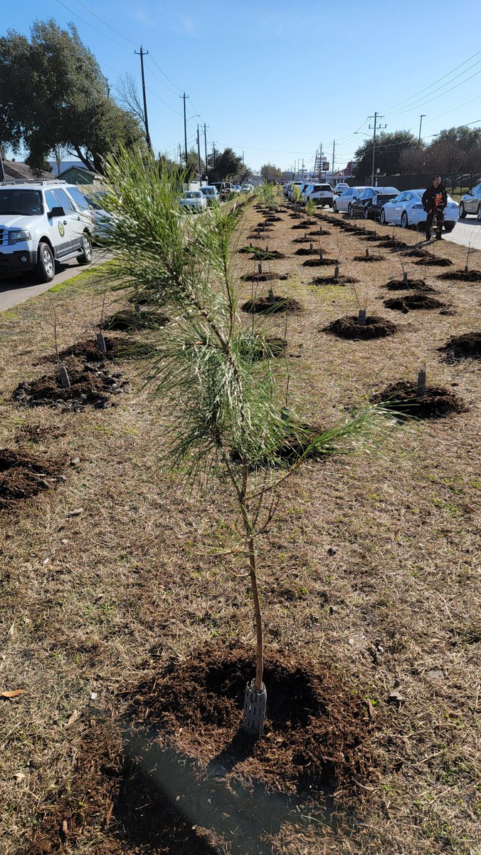 KHoustonB's tweet photo. Alief now has another 300 trees thanks to a big event that brought together Mitsubishi, HARC, Texas A&amp;M Forest Service, Trees For Houston, Houston-Galveston Area Council, Alief Super Neighborhood Council, and #KeepHoustonBeautiful! https://t.co/2eqWjU1Xnk