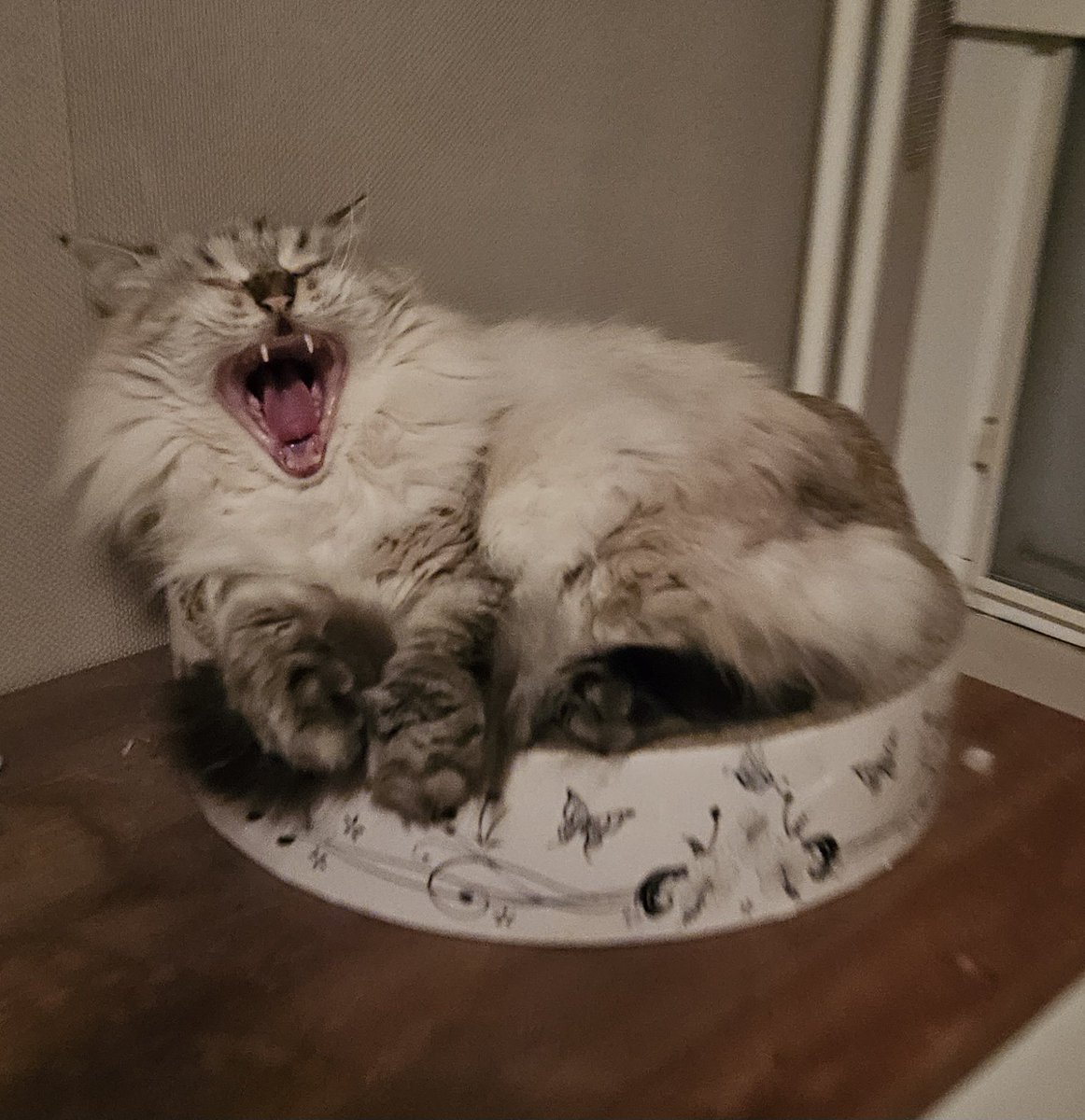 thehairycats's tweet photo. Stop following me with that cameraaaaa. #Casper #NeedsSpace #AndPrivacy https://t.co/WzZFJvG39L