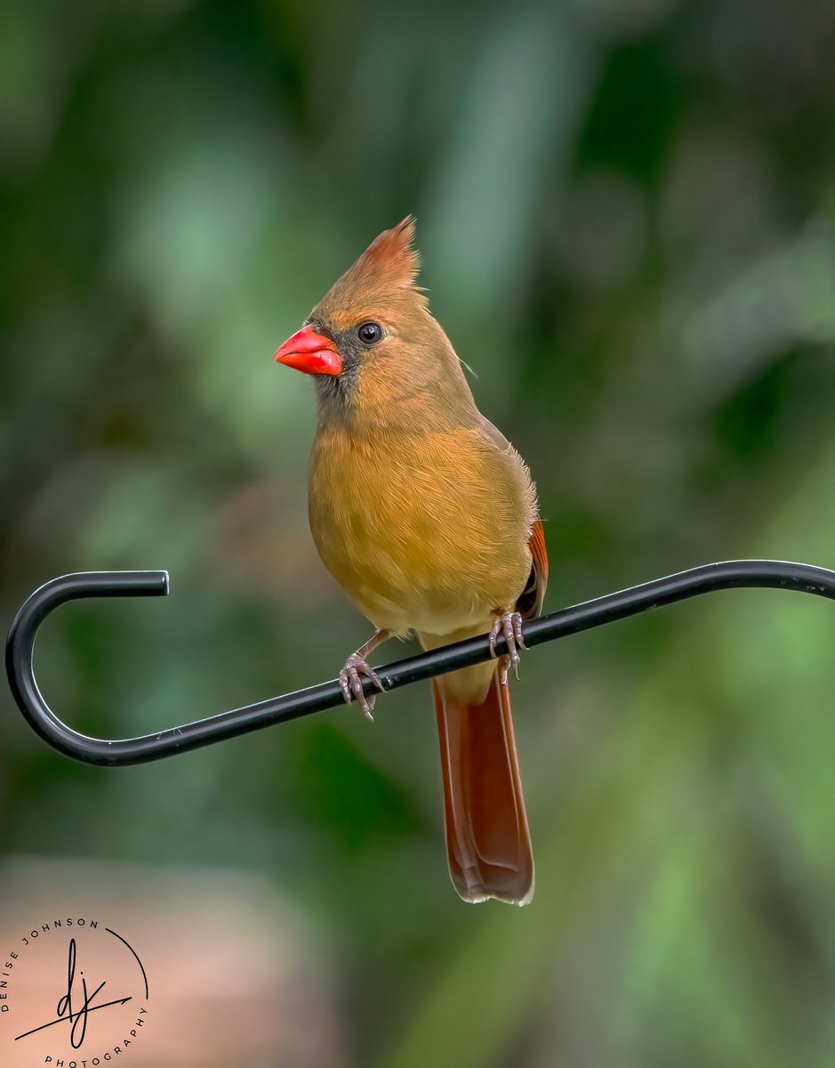 It had been a few days since I last saw a cardinal, but today a beautiful female stopped by for a visit. #backyardbirds #birder #Bird #bestbirdshots #BirdsOfTwitter #TwitterNatureCommunity #naturelovers #NorthernCardinal #birdpics