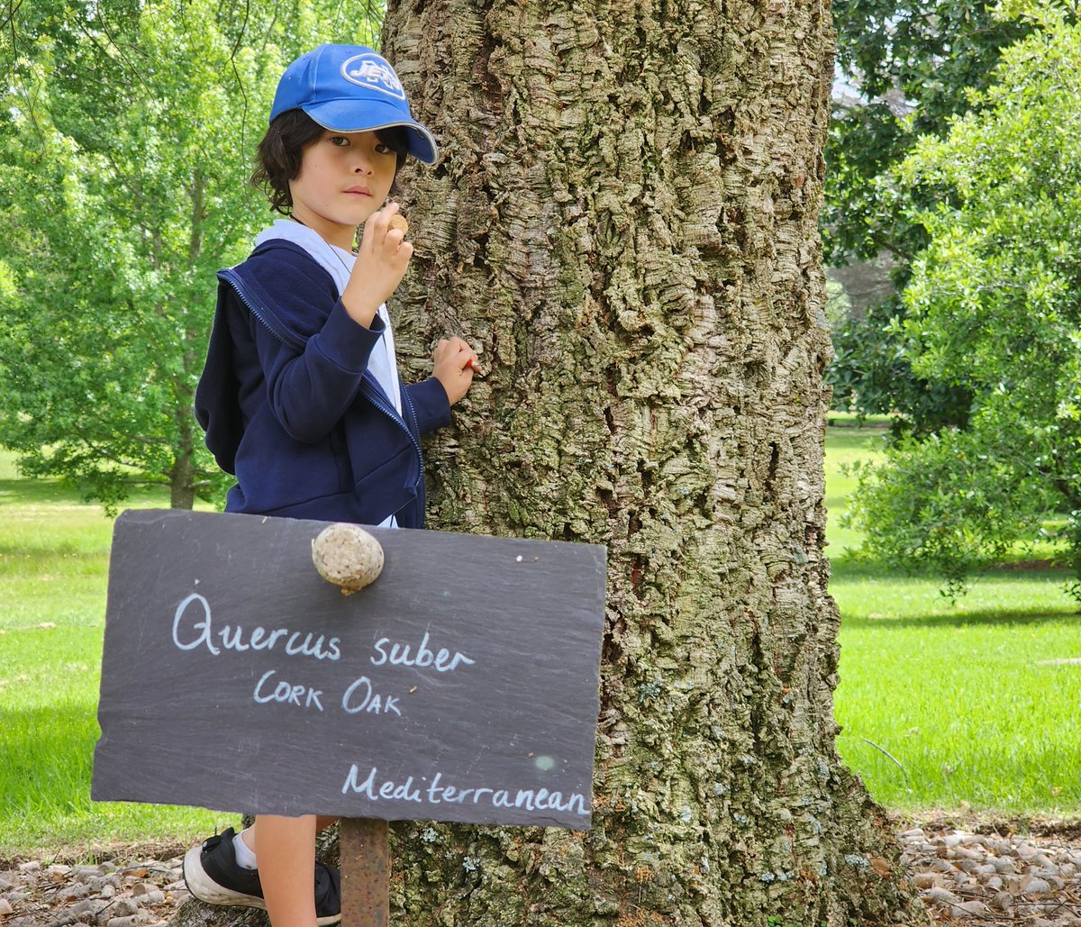 A pause in proceedings as I check in on which oak species I've already covered in my Talking Plants blog. Yep, plenty more to do. 

talkingplants.blogspot.com/2024/01/oaks-s…

#talkingplants #quercus #oaks