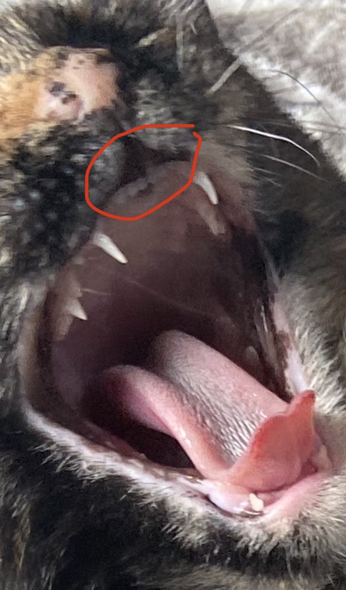 cats are so funny cuz what are these teeth even for