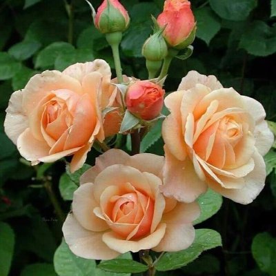 SerdarMuşlu25 tweet media