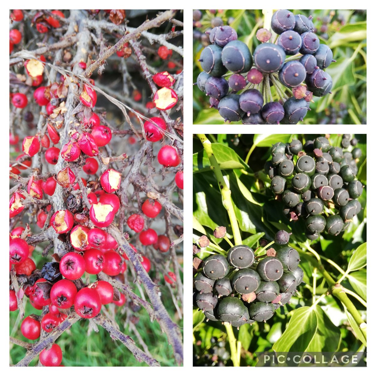 I've been noticing the colour changes in ivy berries as they mature. Top pic from early January, lower ten days later. . . but what I'd really like to know is who's been eating the Cotoneaster berries? My money is on the🐀. . . #GardensHour.