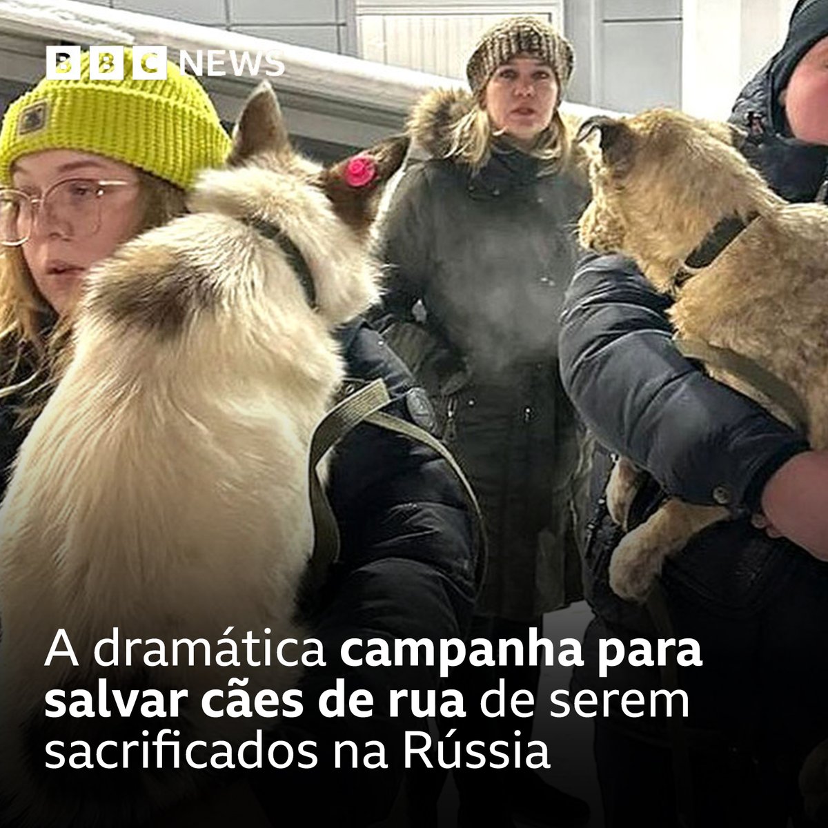 A campanha já conseguiu dar um destino a pelo menos 600 cães, mas ainda há cerca de 2 mil andando pelas ruas da cidade e que correm risco de serem sacrificados bbc.in/3HvWDMx