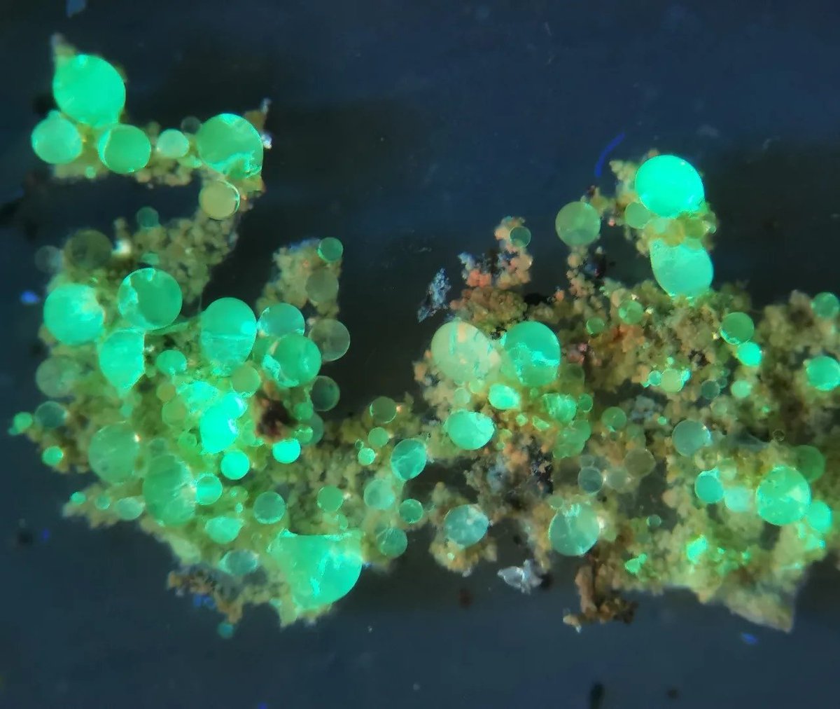 Fluorescent condensation droplets developing on a powder lichen kept in a cool place #Lepraria #lichen #symbiosis #fluorescence #secondarymetabolites #compounds @universityofgraz