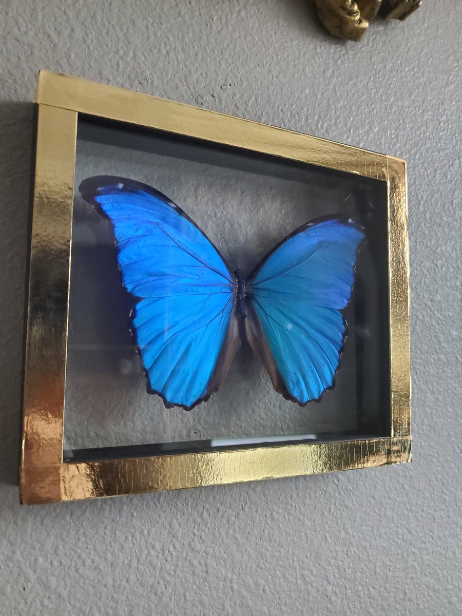 🦋 Acquired this absolutely beautiful butterfly for my wall. (Yes, I did choose this specific one because of <a href="/LifeIsStrange/">Life is Strange</a>)