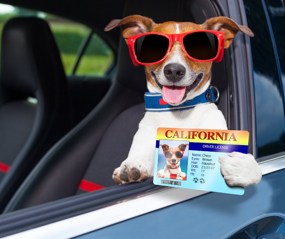 PottCoPHD's tweet image. Dog licenses and renewals are now available for Pottawattamie County dog owners 🐾

Don't forget to license your dog before the deadline of February 14th to avoid a late fee! 

For more information/the online portal visit🔗publichealth.pottcounty-ia.gov/animal_control…