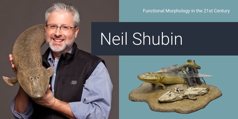 KEYNOTE SPEAKER ANNOUNCEMENT Evolutionary biologist and science communicator @NeilShubin will be the keynote speaker for the #FunctionalMorphology in the 21st Century symposium at #SSAR2024 @ssarherps! Can't wait to hear from the co-discoverer of #Tiktaalik (the fish with limbs)!