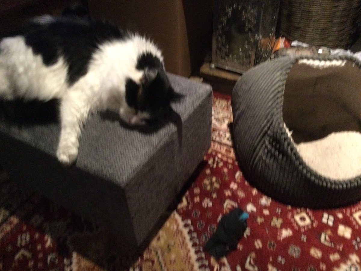 Where will Keith find to sleep tonight? #1 in an everlasting saga.

Answer: Human 1’s footstool (note empty cat basket being studiously ignored).