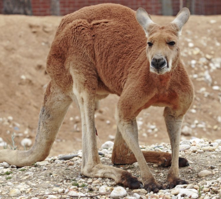 Stonehouse Emporium tweet media