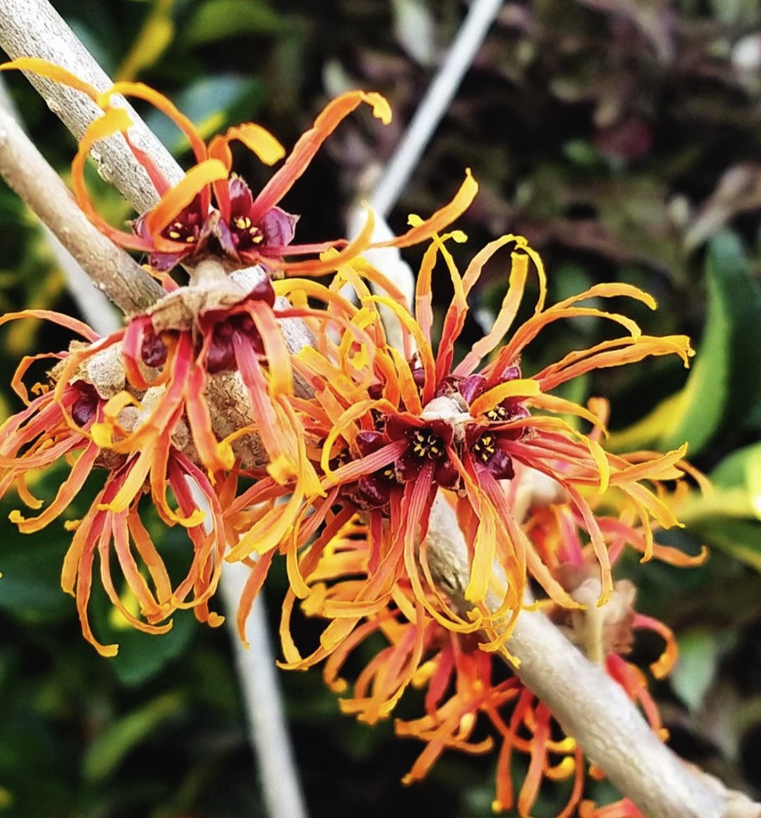 Hamamelis Jelena for this week's #GardensHour 🧡💛 #GardeningX