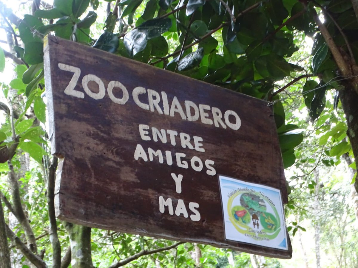 🔰Visita al Zoocriadero Entre Amigos en la reserva Natural Volcán Mombacho Granada, promoviendo el preservación y conservación se la especias nativas de la reserva.🦜🐢🦗 #SomosGuardabarranco