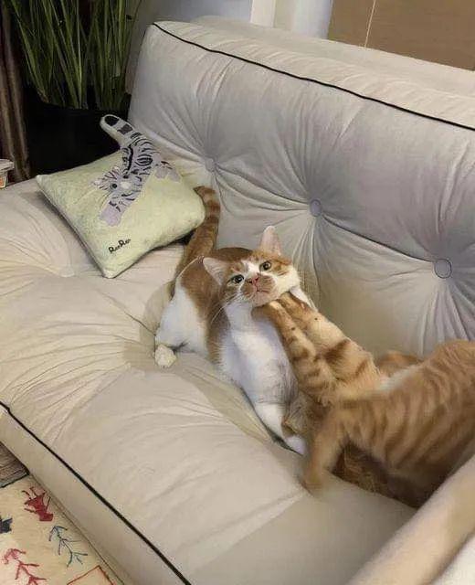 Why you should have a cat (@shouldhavecat) on Twitter photo 