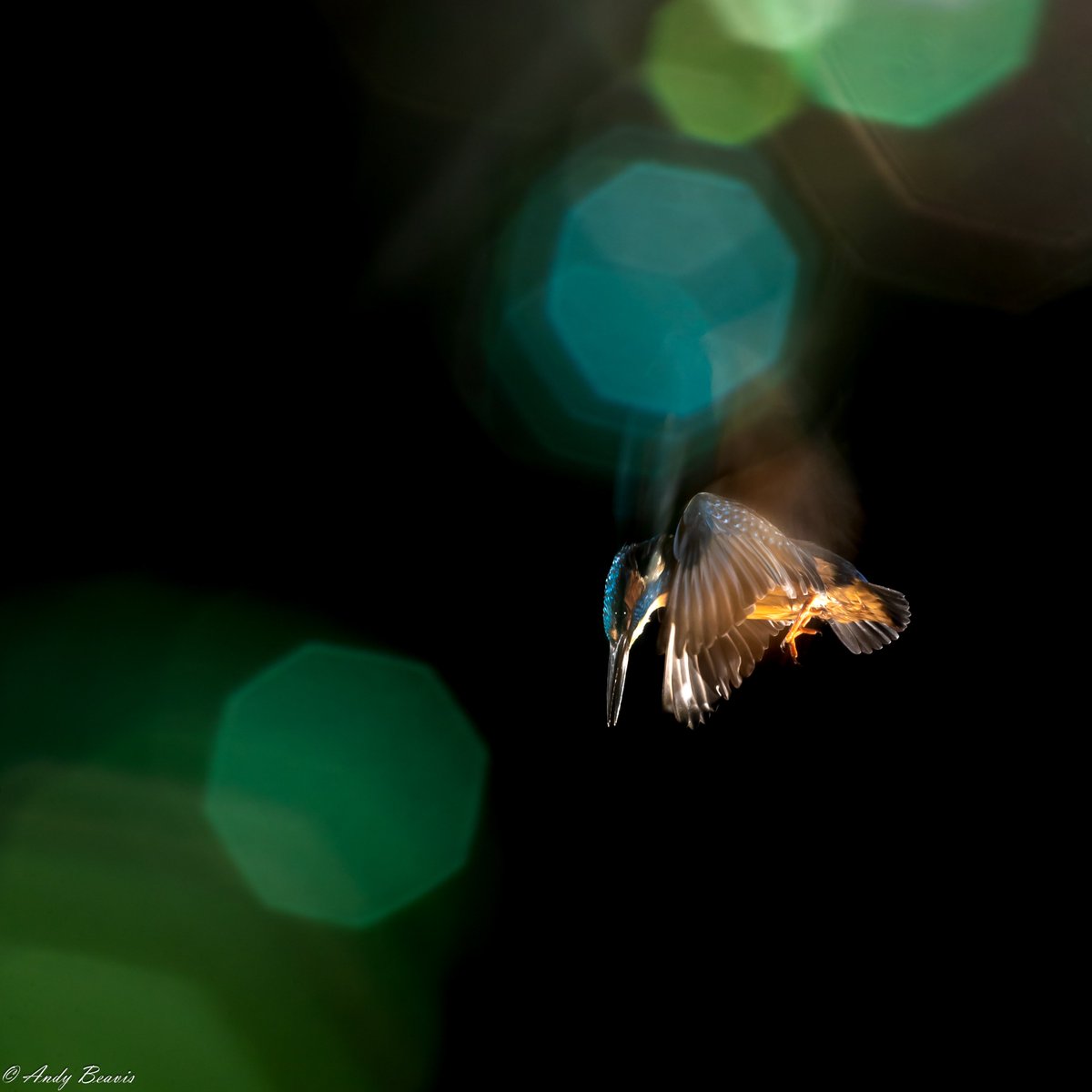 A little more magic from #kingfishers #flashphotography #UKwildlife #WildlifePhotographyHides