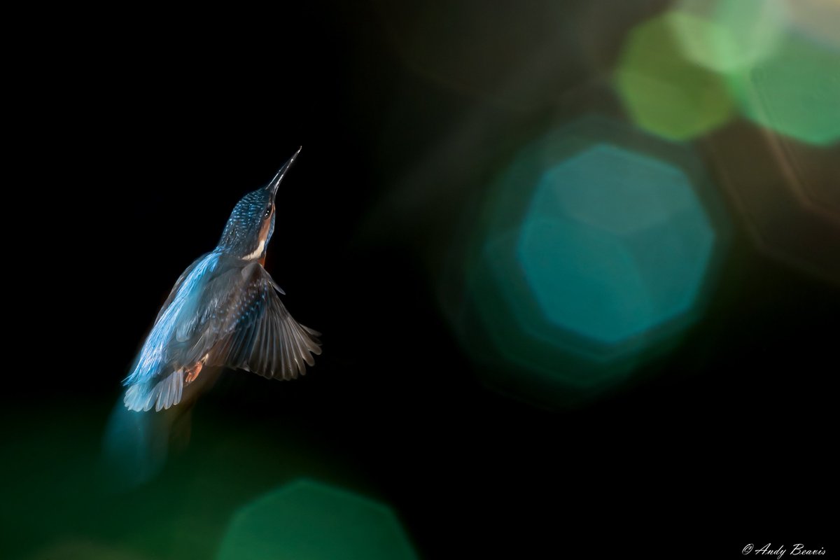 Another from #kingfishers #flashphotography #UKwildlife #WildlifePhotographyHides