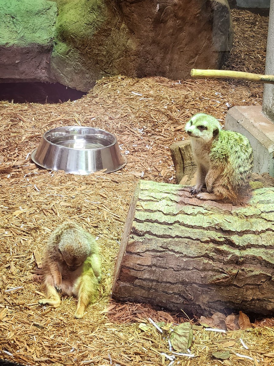 Miss_Mousie's tweet photo. Visiting The Zoo: On the Blog 🐒 https://t.co/sd9lOca3ur https://t.co/e3H6Yz056p